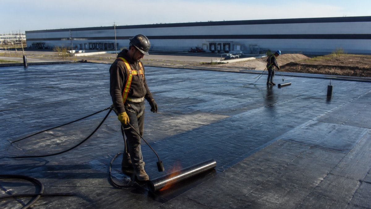 A roofing crew in safety harnesses installing a torch-on membrane on a large flat commercial roof in Edmonton, with a warehouse building and prairie sky in the background